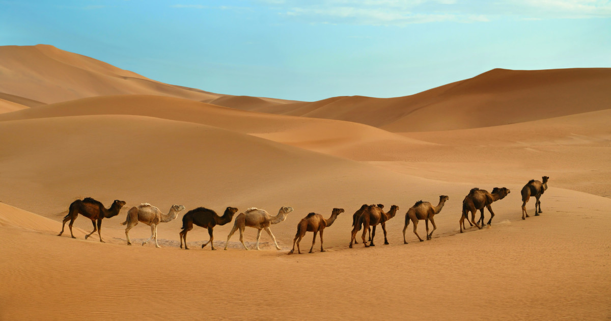 A line of camels walking across a vast sandy desert, with rolling dunes stretching into the distance.