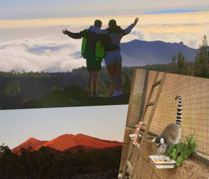 Collage of Holiday images. Couple on the top of a mountain. Lemur eating.