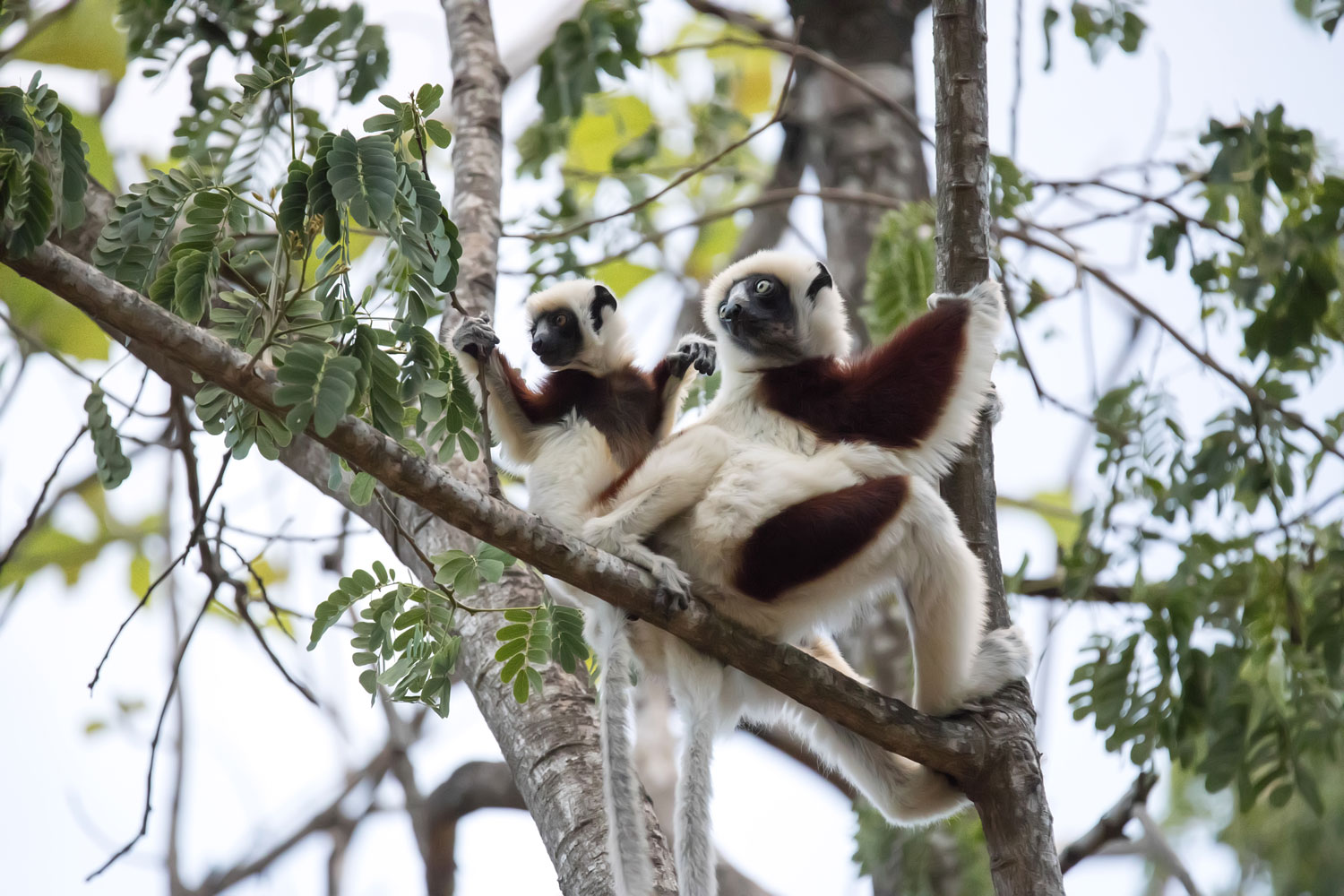 A Baby Verreaux's Sifaka Lemur and Mother Hangout in the Branches of the Berenty Reserve in Southern Madagascar