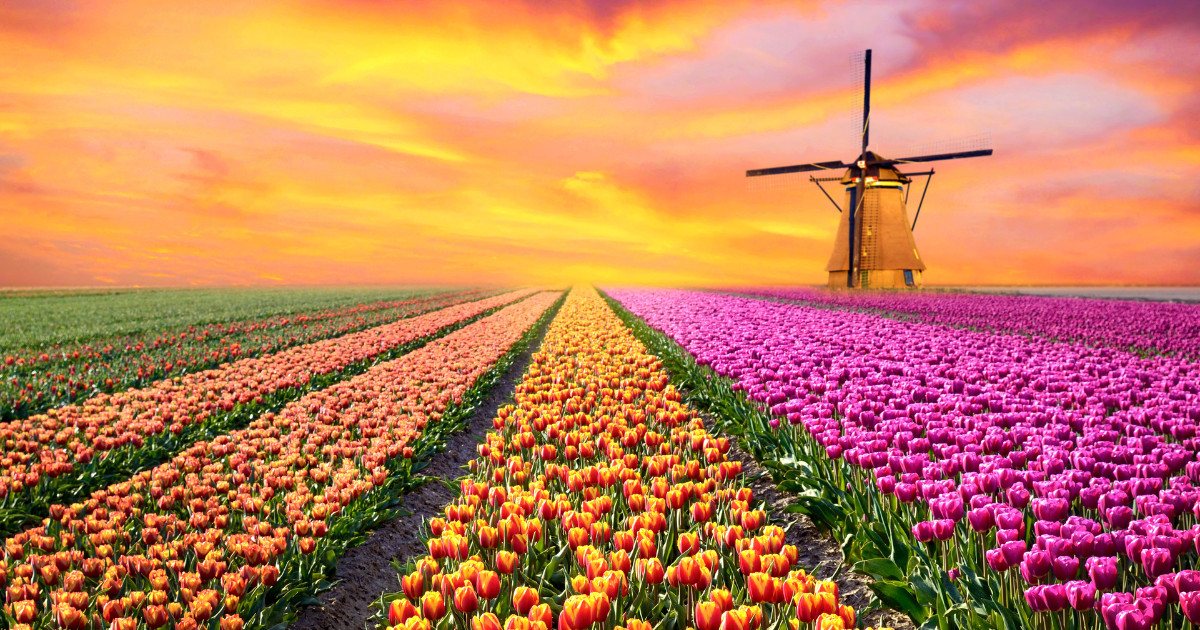 A magical landscape with sunrise over tulip field in the Netherlands