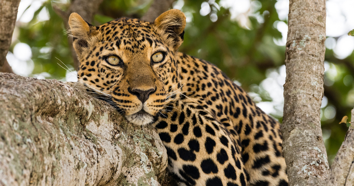 Anatolian leopard