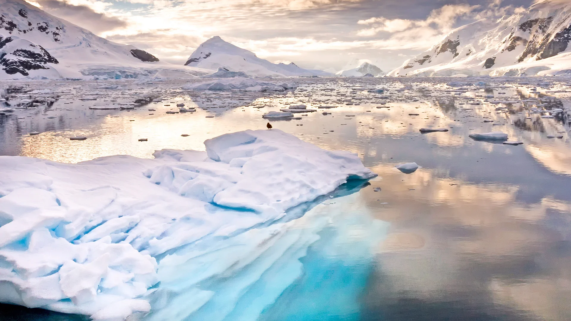 A scenic view of icebergs and mountains in Antarctica, with a bird perched on a rock at sunset.