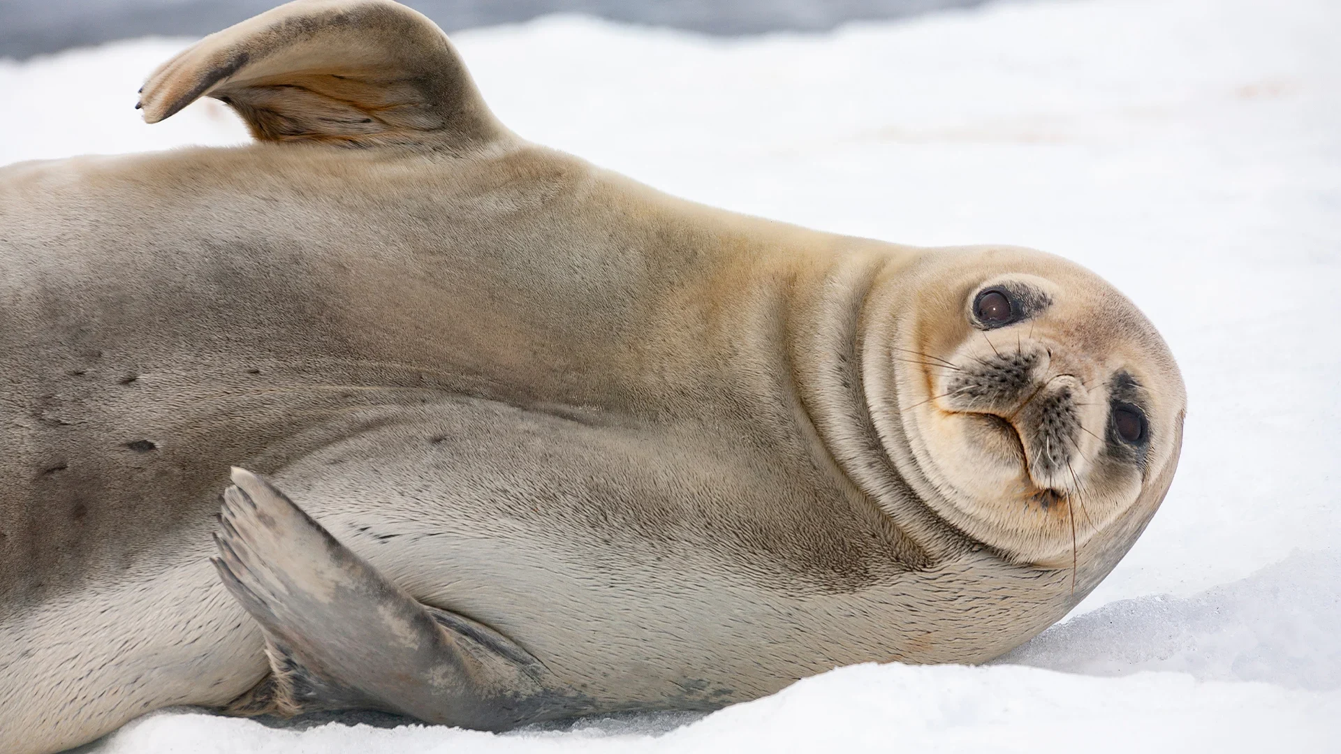A curious seal lying on the ice in Antarctica, with its flippers raised.