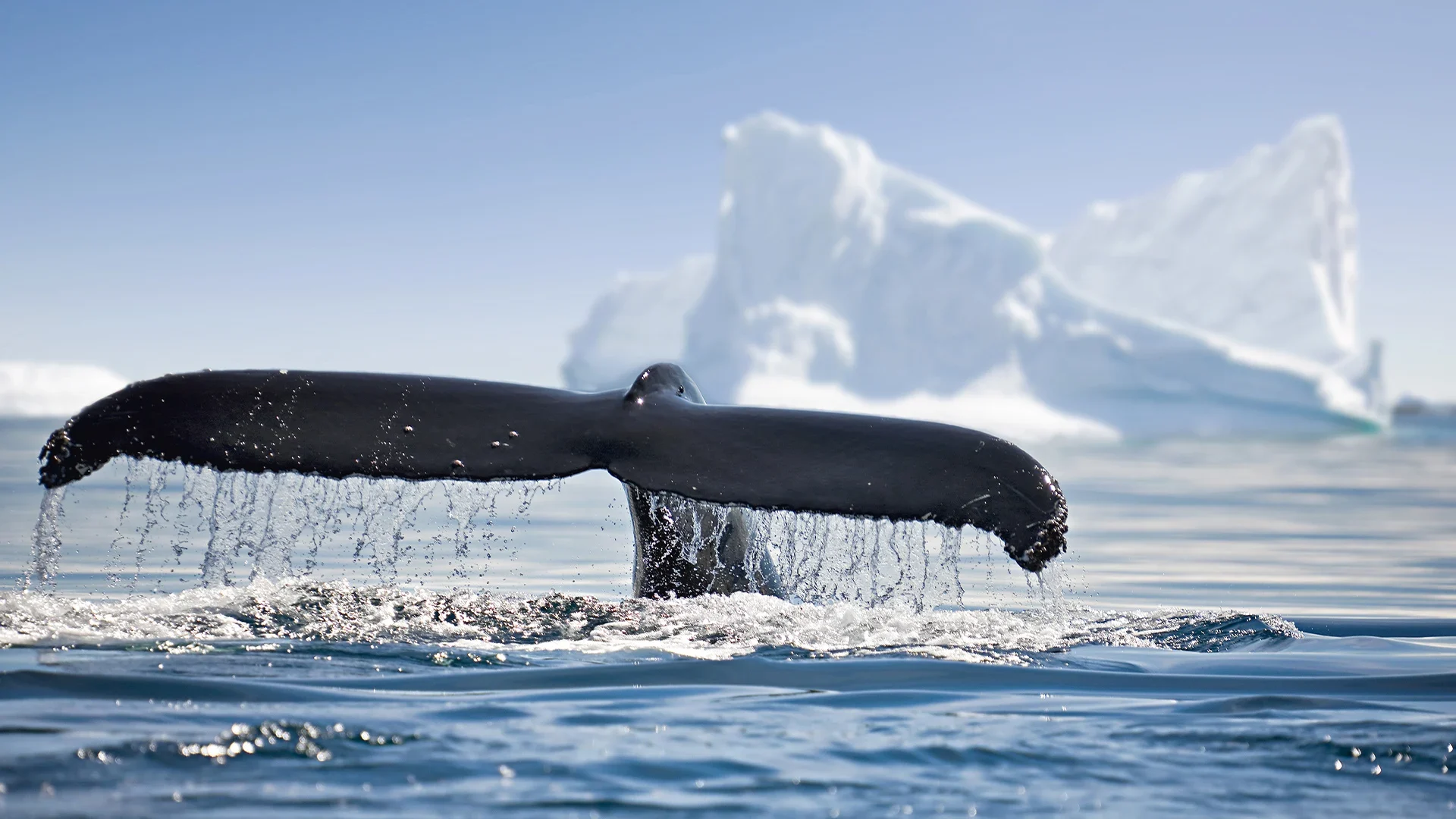 A whale's tail fluke breaking the surface of the water, with a large iceberg in the background.