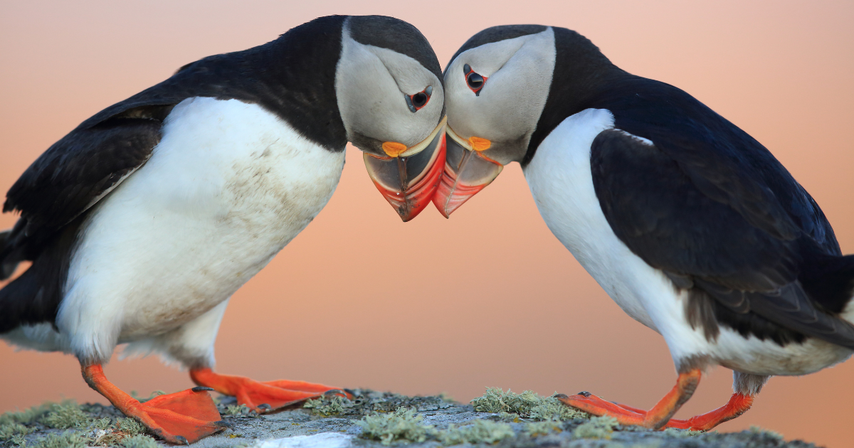 Two Atlantic puffins with colorful beaks touching heads, standing on a rock.