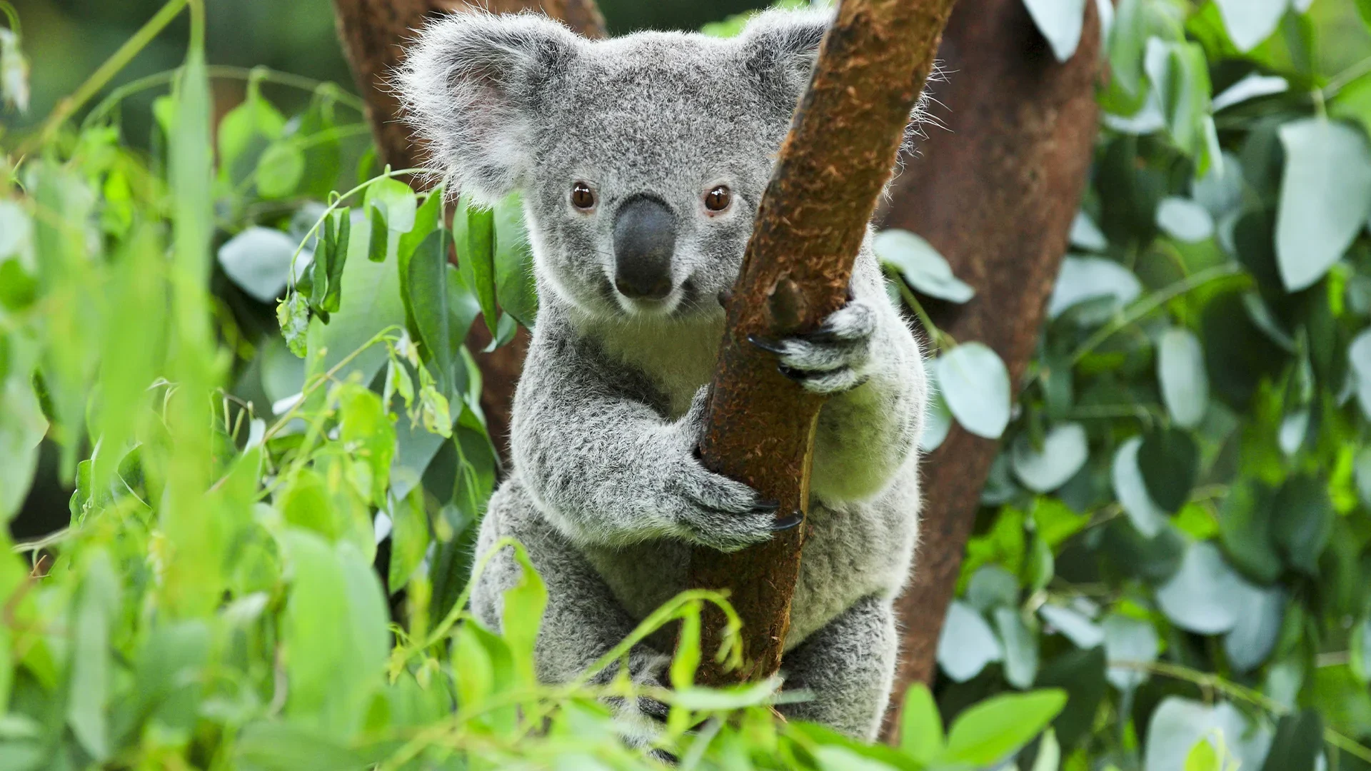 A cute koala bear sitting on a eucalyptus tree branch