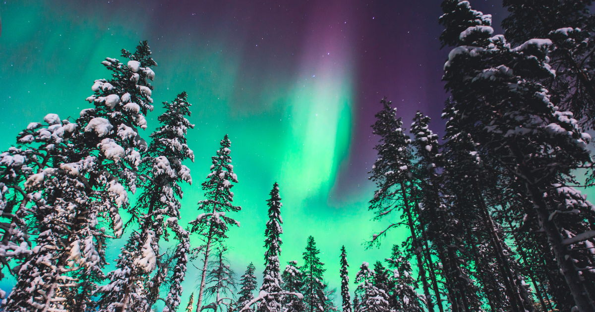 The Aurora Borealis dancing above a snowy forest.