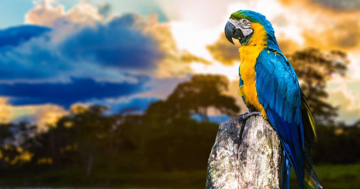 A stunning blue and yellow macaw perched on a wooden post, against a backdrop of a colorful sunset and lush rainforest.