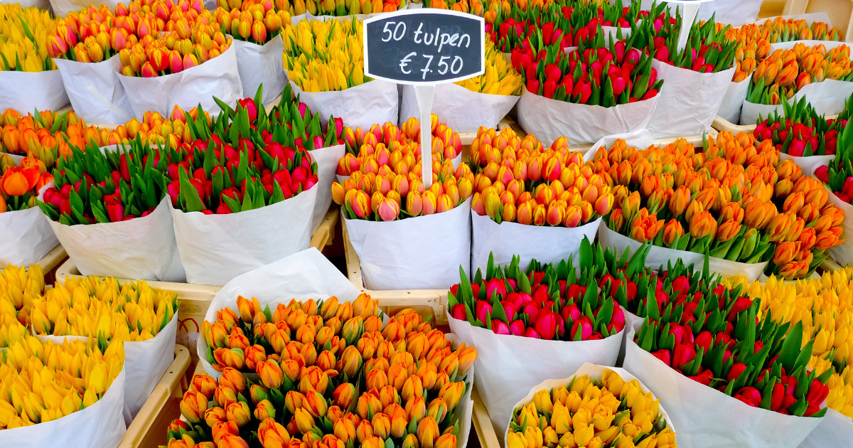 Colorful tulips on sale in Amsterdam flower market