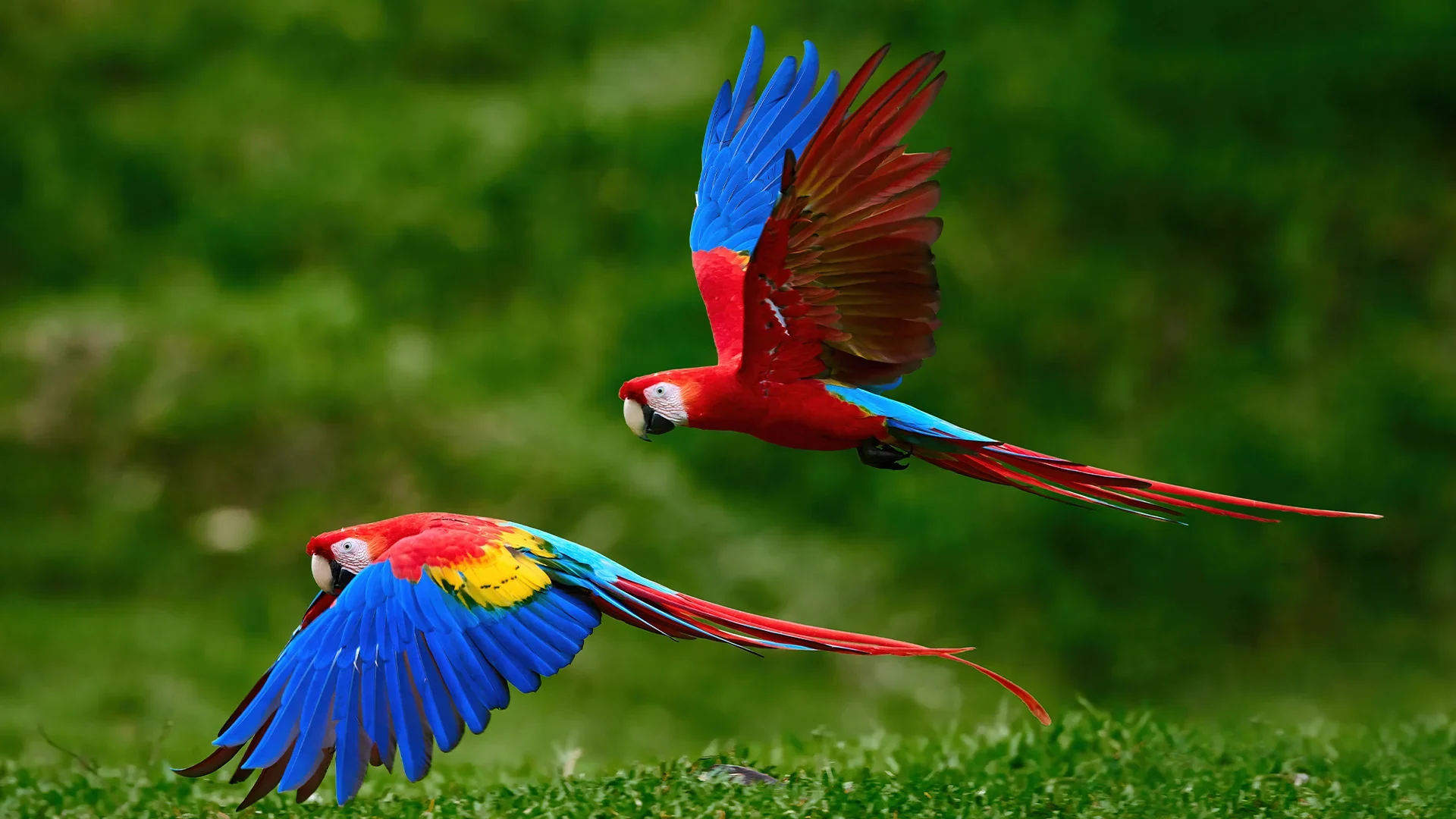 Two vibrant scarlet macaws with bright red and blue feathers, flying over a lush green landscape.
