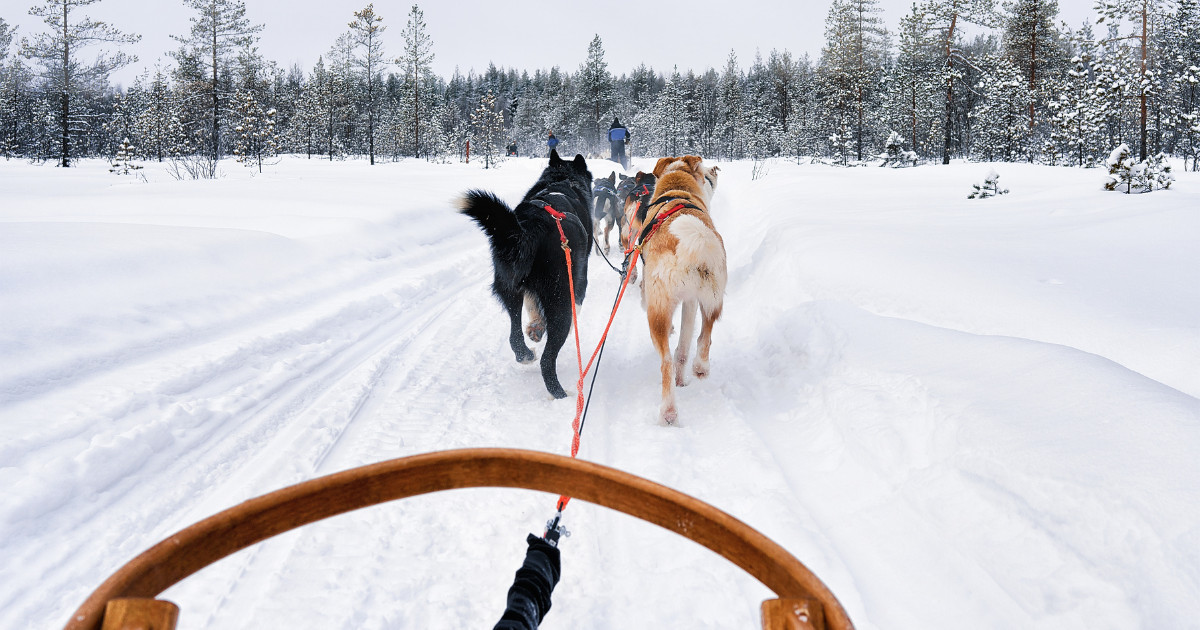 Dog Sledding