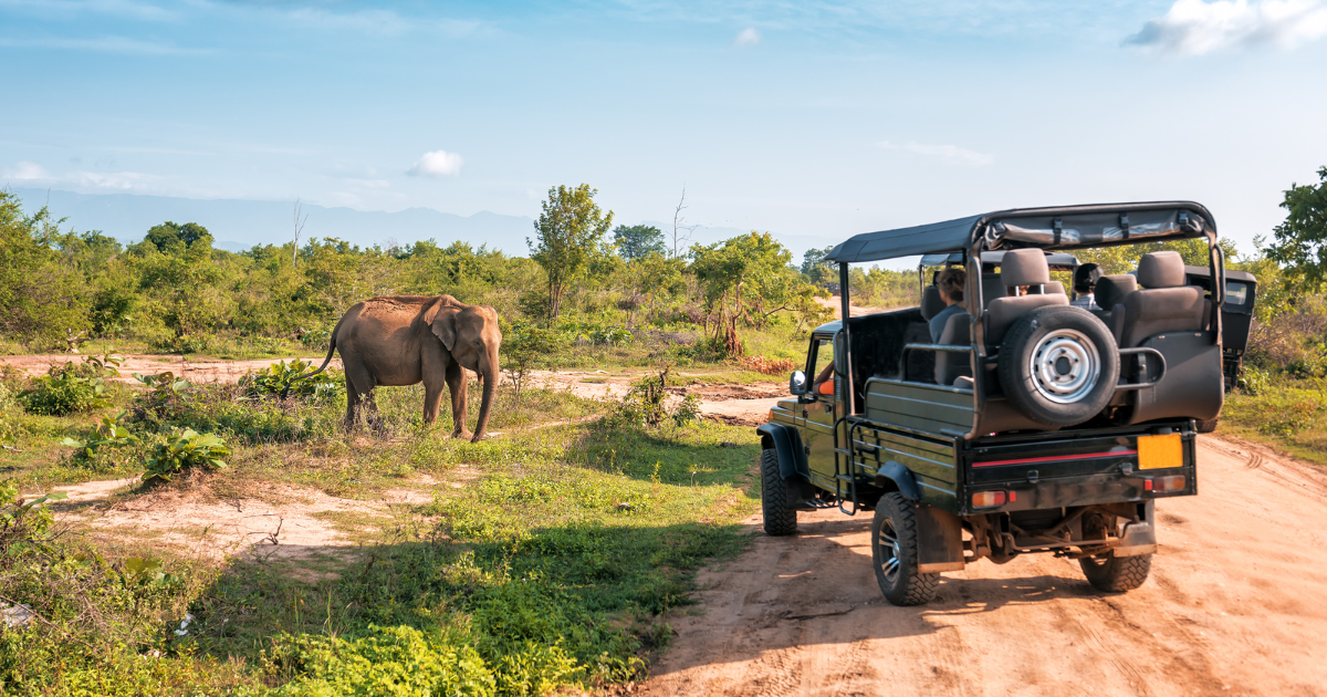 A safari vehicle with tourists driving through a national park in Sri Lanka, with a wild elephant standing nearby.