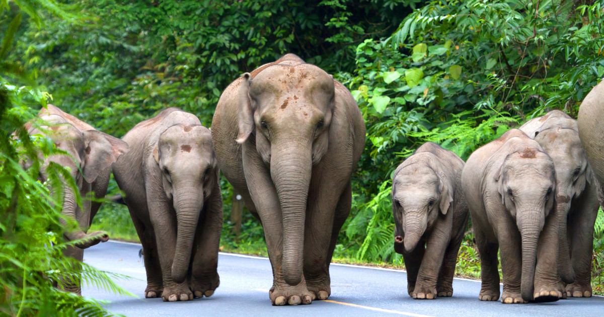 A family of Asian elephants, including a large bull, several females, and young calves, walking along a road through a lush green forest.