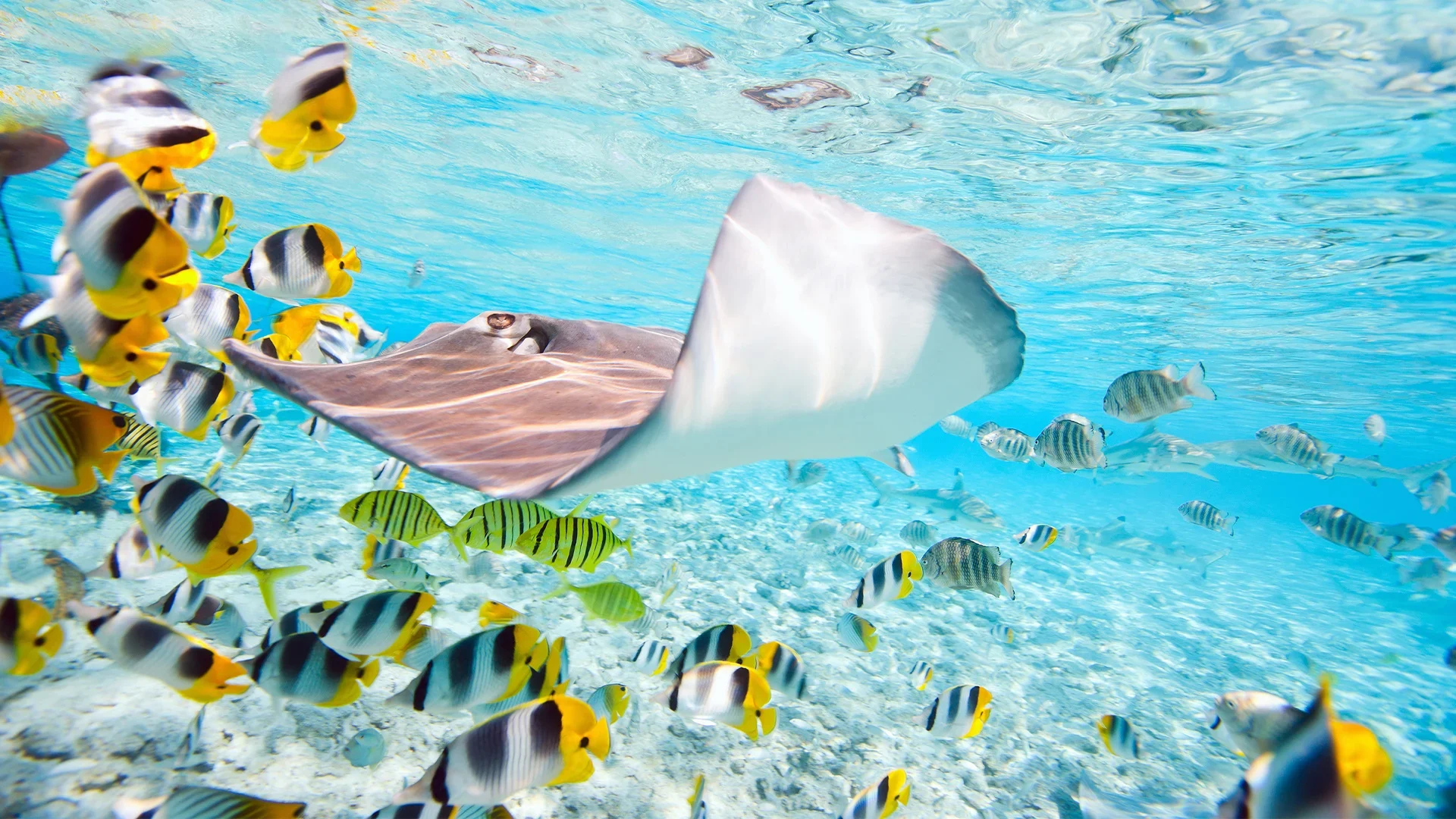 A stingray swimming with a school of fish.