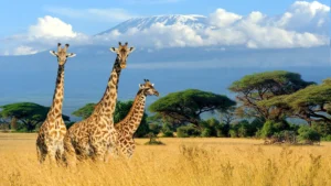 A group of giraffes standing in the African savanna with Mount Kilimanjaro visible in the distance.