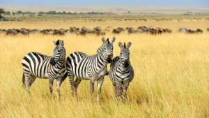 A herd of zebras standing in tall grass, with a large herd of wildebeest in the background.