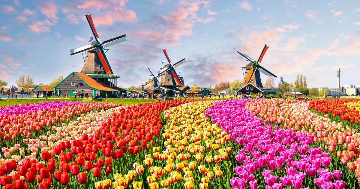 Dutch windmills standing tall amidst vibrant fields of colorful tulips, with a beautiful sunset sky in the background.