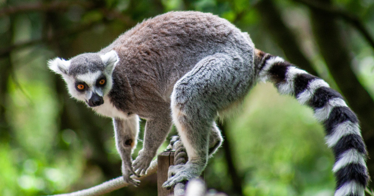 Lemur in Andasibe-Mantadia National Park