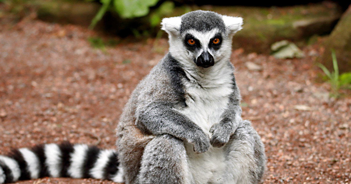 Lemur