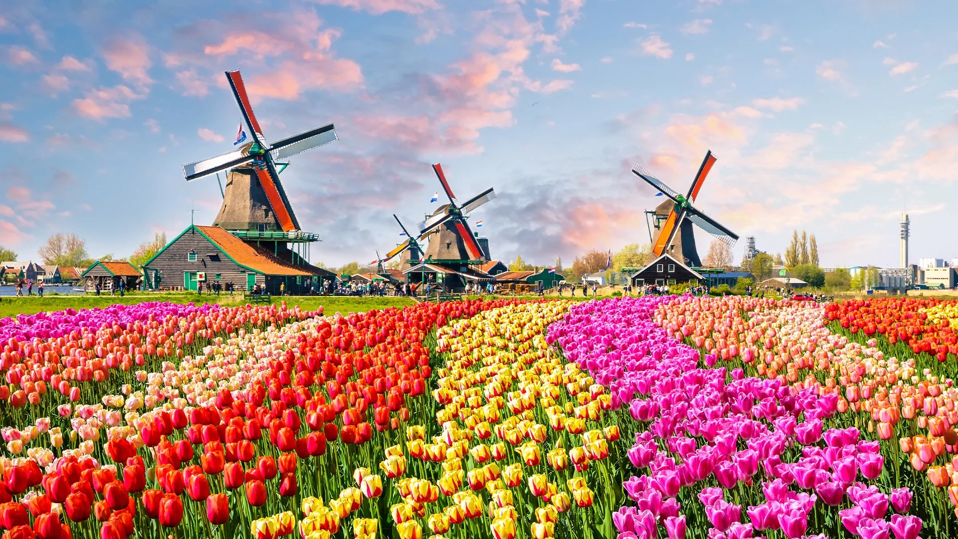 Traditional Dutch windmills surrounded by colorful tulip fields at sunset.