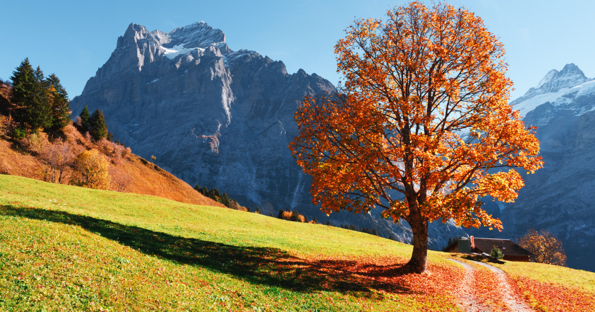 Picturesque autumn landscape with orange tree, green meadow and blue mountains in Grindelwald village in Swiss Alps