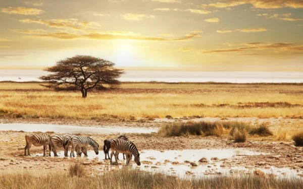 A group of zebras drinking water from a small pond in the African savanna.