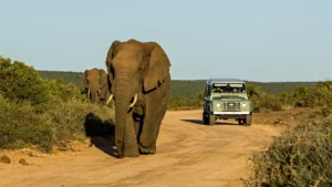 A large elephant bull walking towards a safari vehicle on a dirt road, with other elephants in the background.