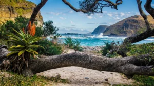 A view of a rocky coastline with a beach, cliffs, and a tree with orange flowers, framed by a tree branch.