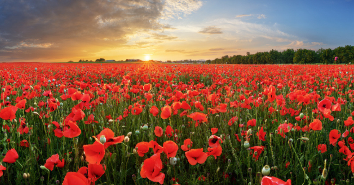 A vast field of vibrant red poppies swaying in the breeze at sunset.