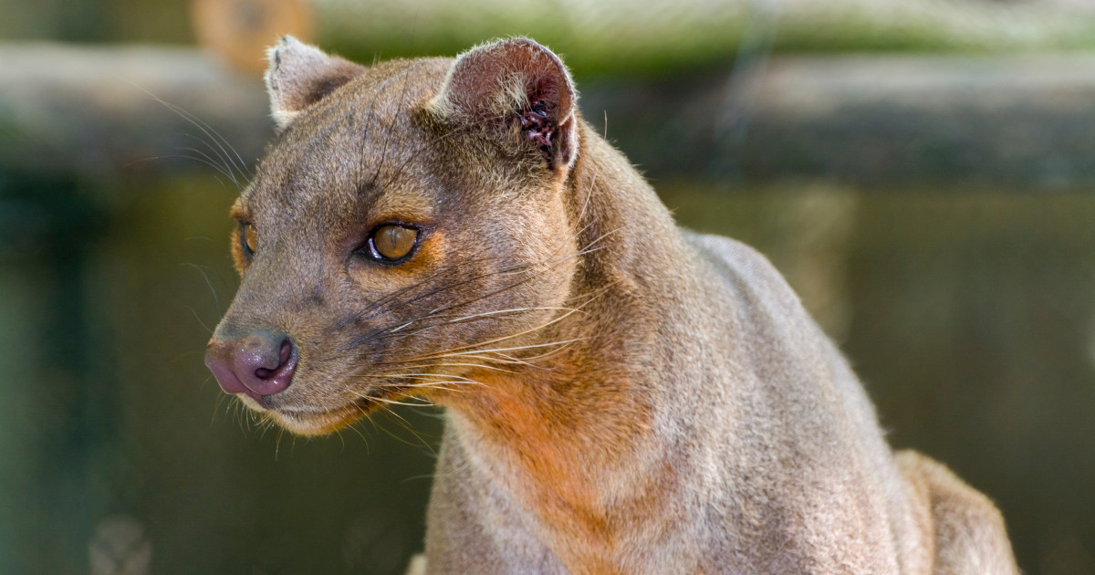 The Fossa