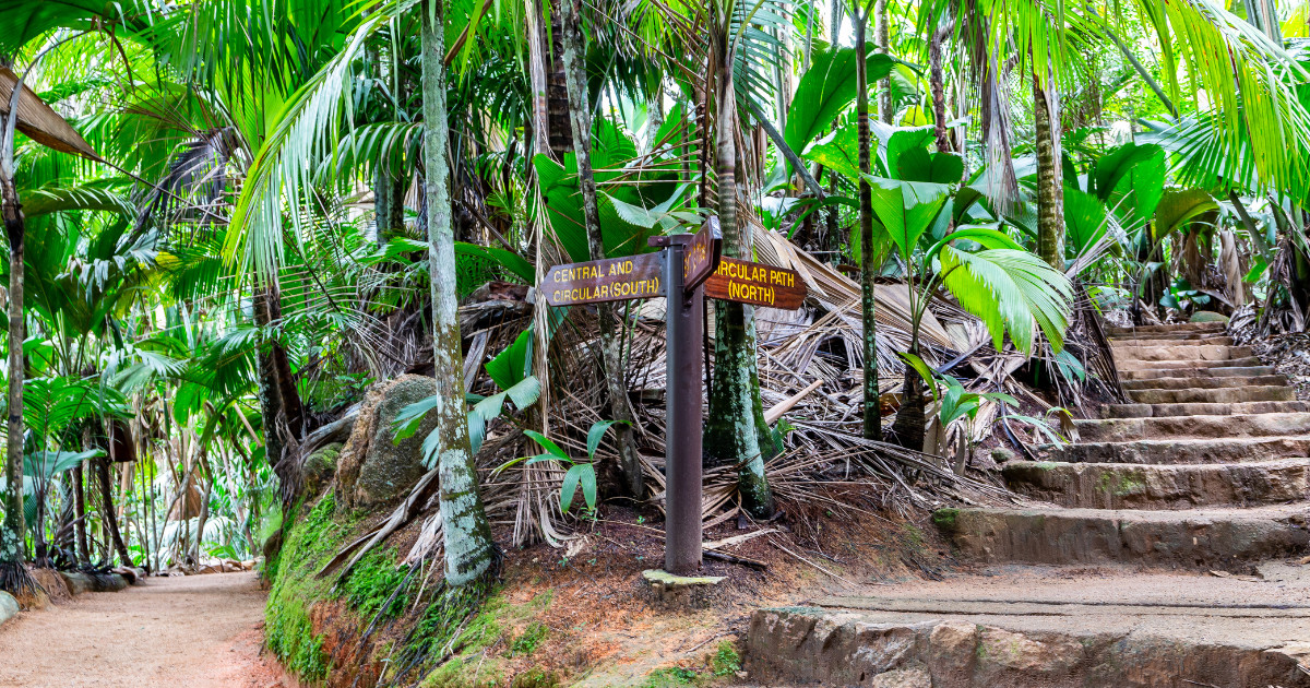 The Vallée de Mai