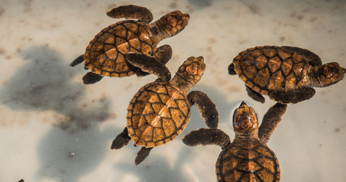 Four turtles swimming