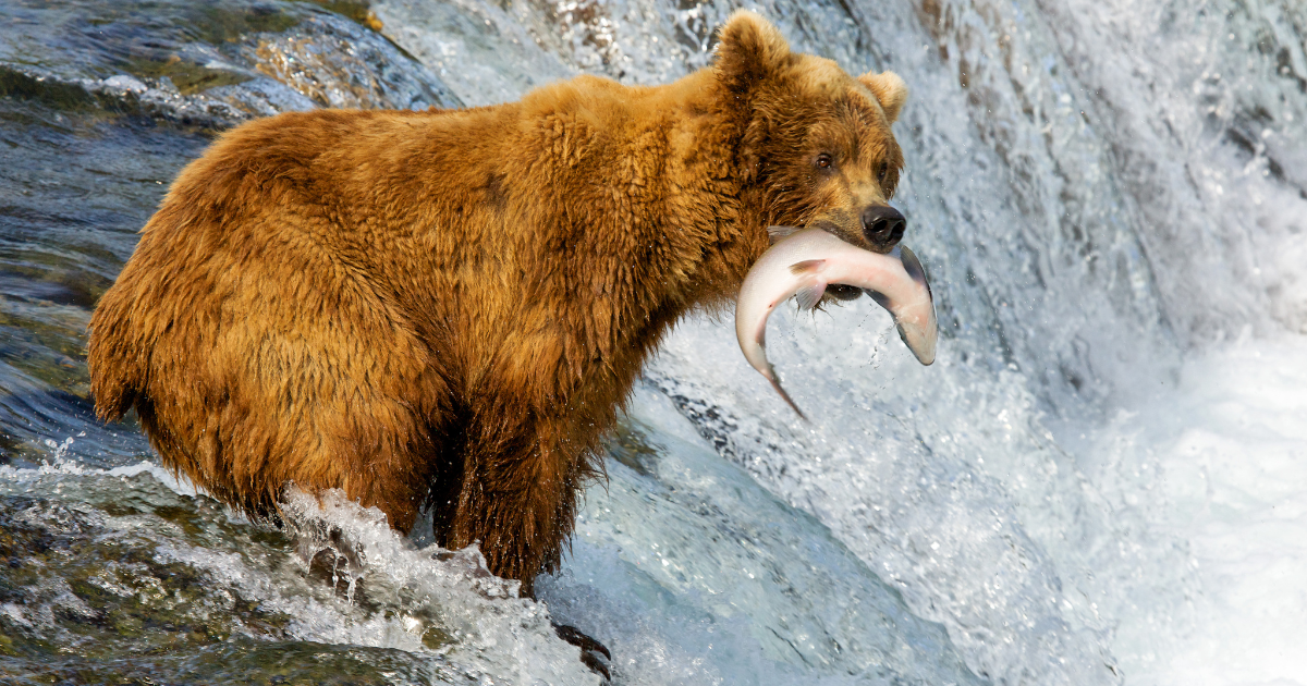 A large brown bear standing on a rocky riverbank, catching a salmon from the rushing water.