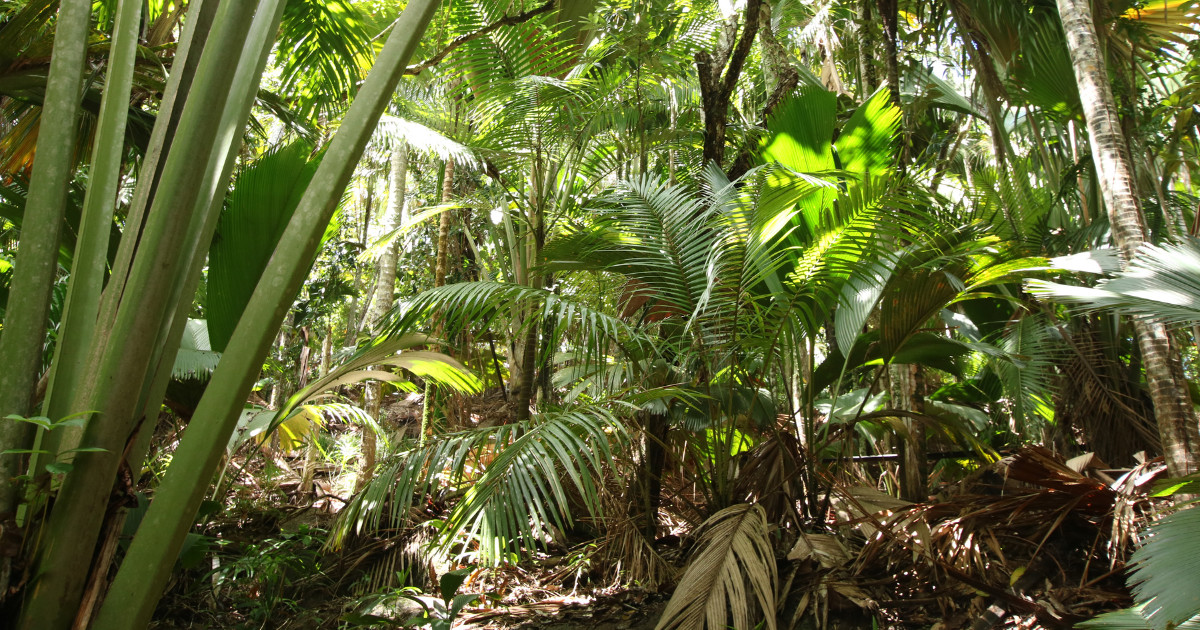 Vallée de Mai Nature Reserve