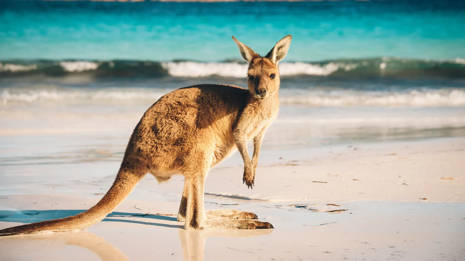 A kangaroo standing on a white sandy beach.