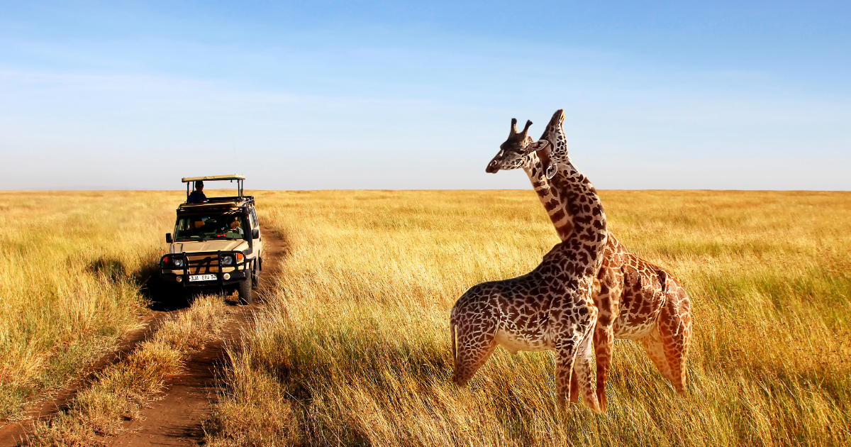 A safari vehicle and giraffes in the African savanna.