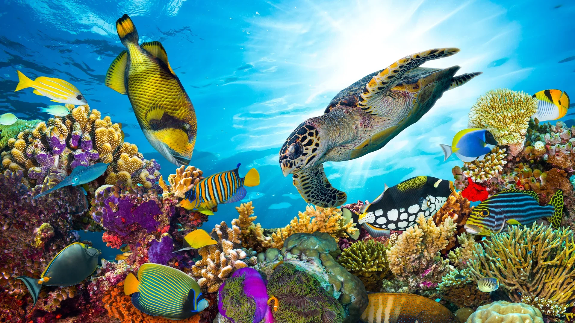 A vibrant coral reef teeming with colorful fish, including a sea turtle, in a clear blue ocean.