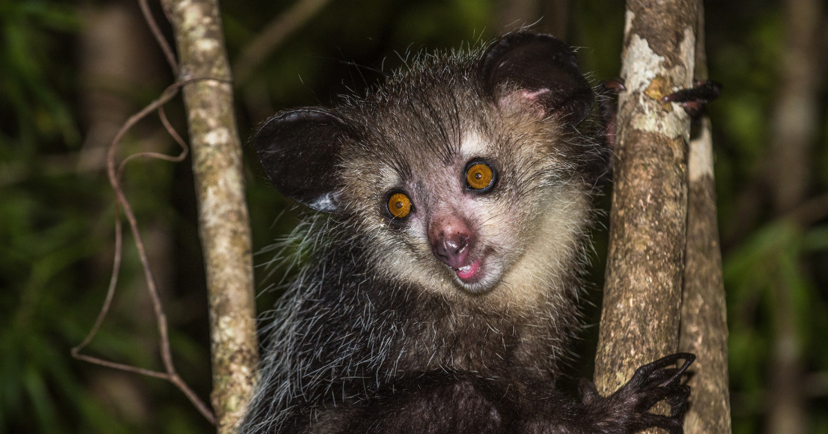 Aye-Aye