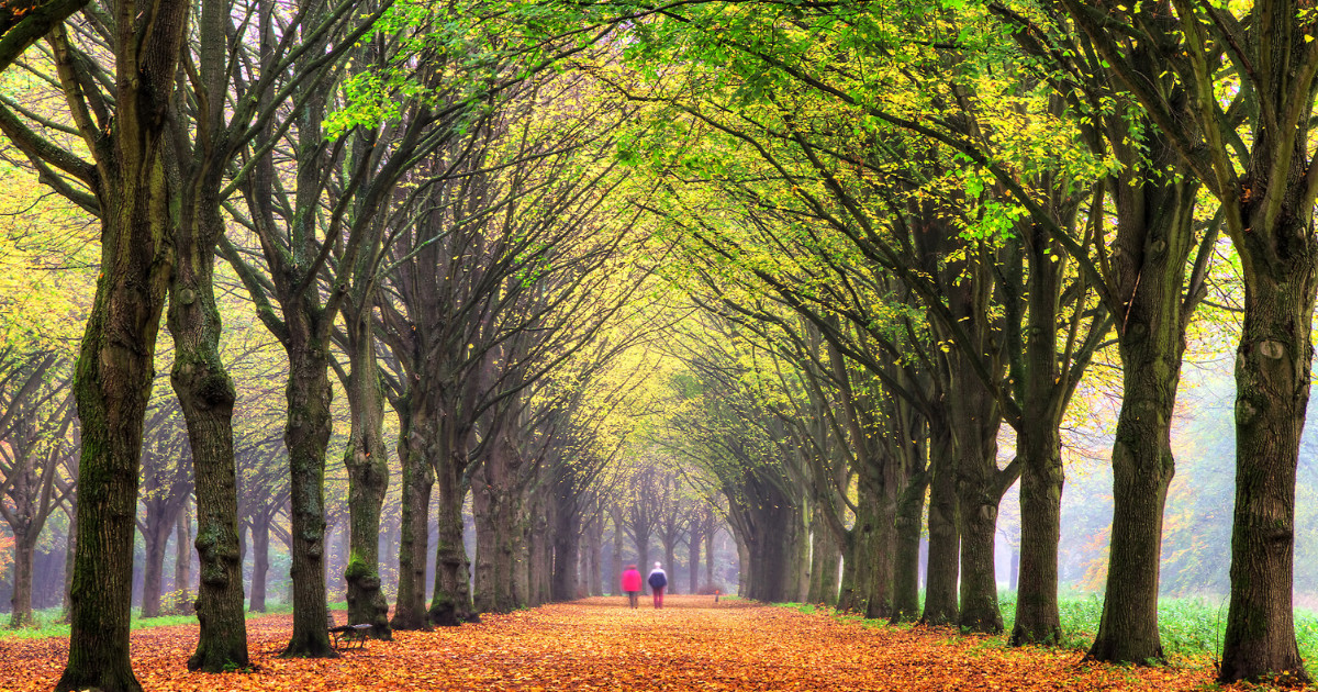 couple walking in the forest in autumn in het Amsterdamse bos (Amsterdam wood) in the Netherlands.